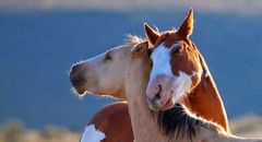 Immagine profilo di horsesandhorses